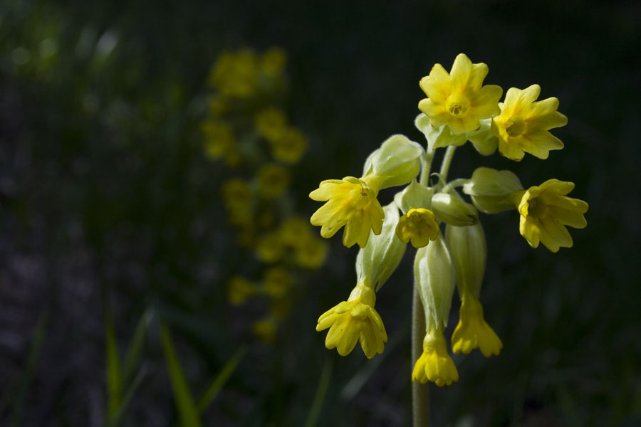 Primula veris / Primula odorosa